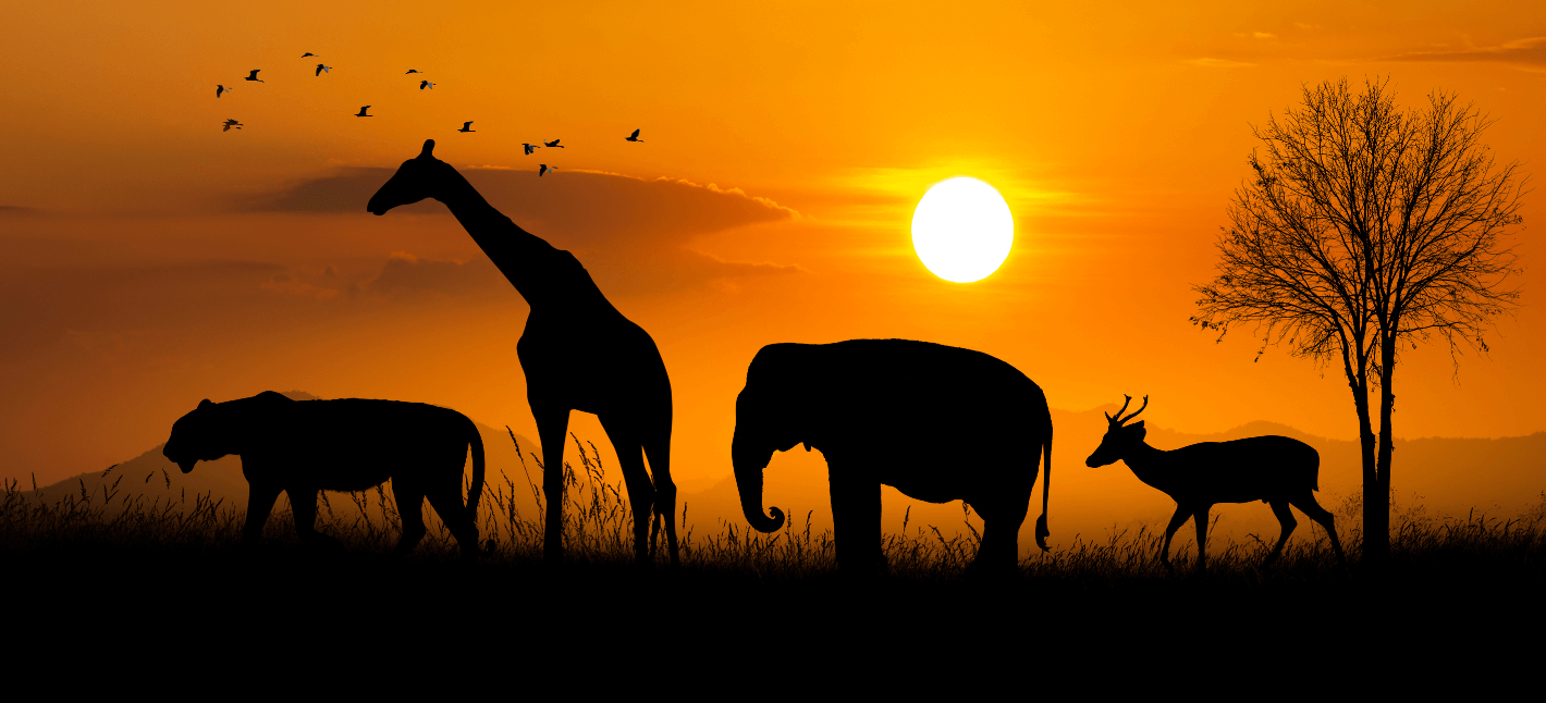 Wild animals in savanna passing by with the sunset behind them